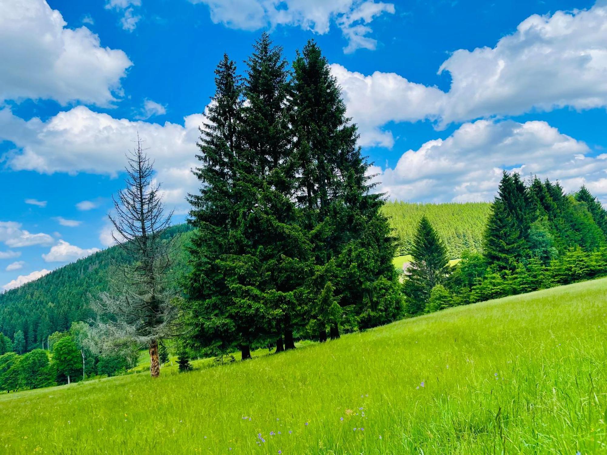 Gorska Cisza - Duzy, Komfortowy, Wyjatkowy Apartament Stronie Slaskie Bagian luar foto