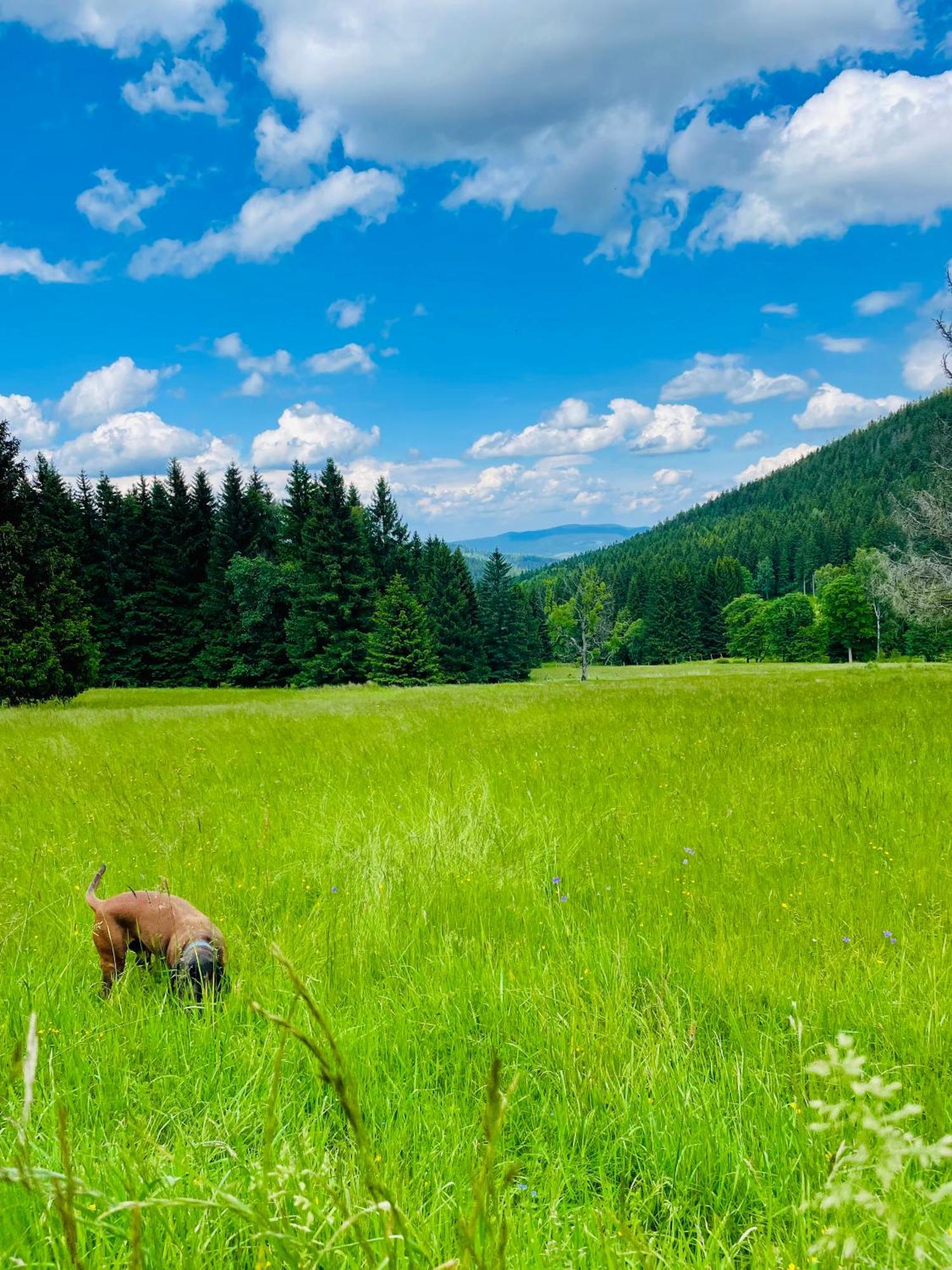 Gorska Cisza - Duzy, Komfortowy, Wyjatkowy Apartament Stronie Slaskie Bagian luar foto